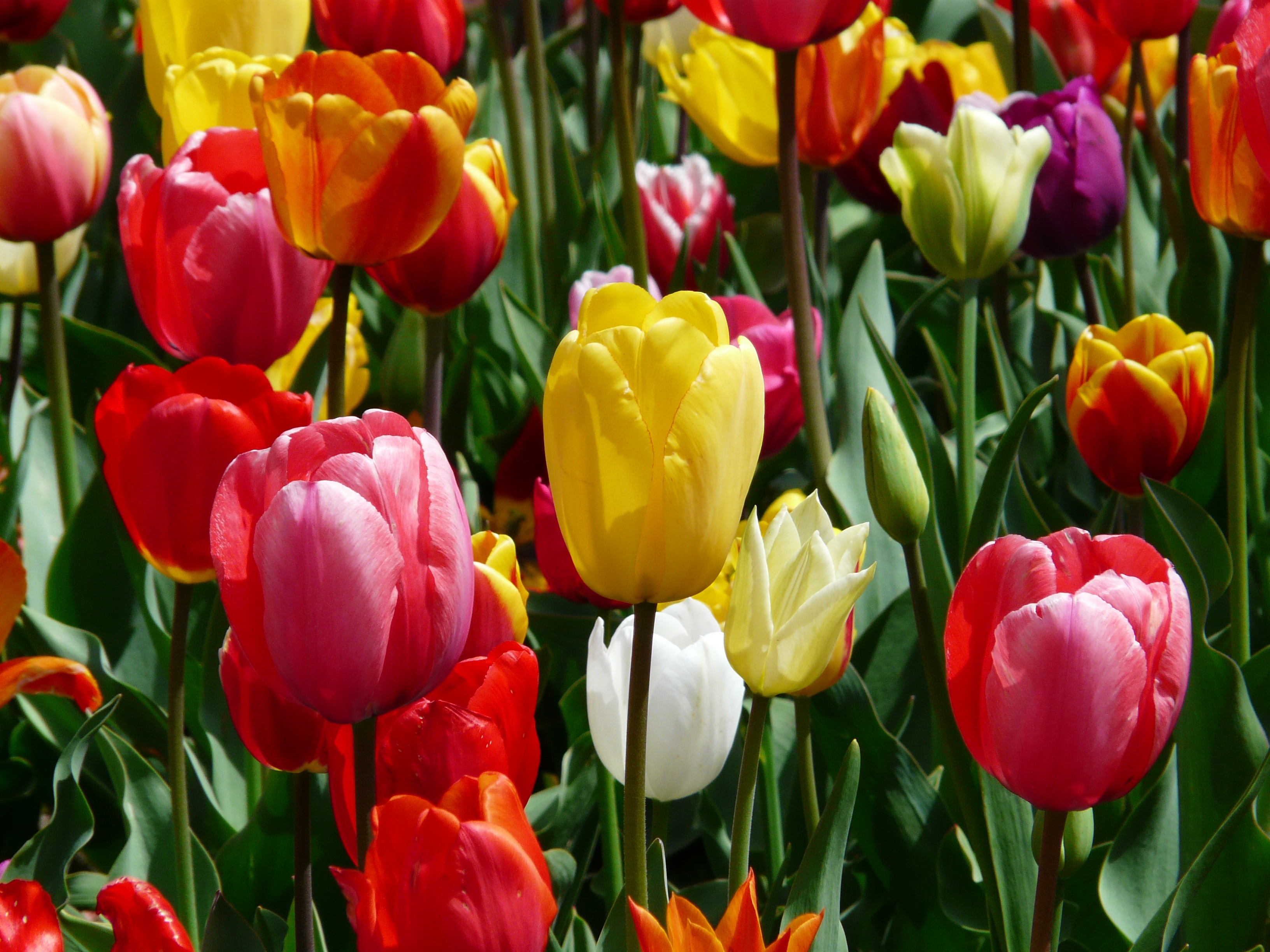 Tulips bloom free image download