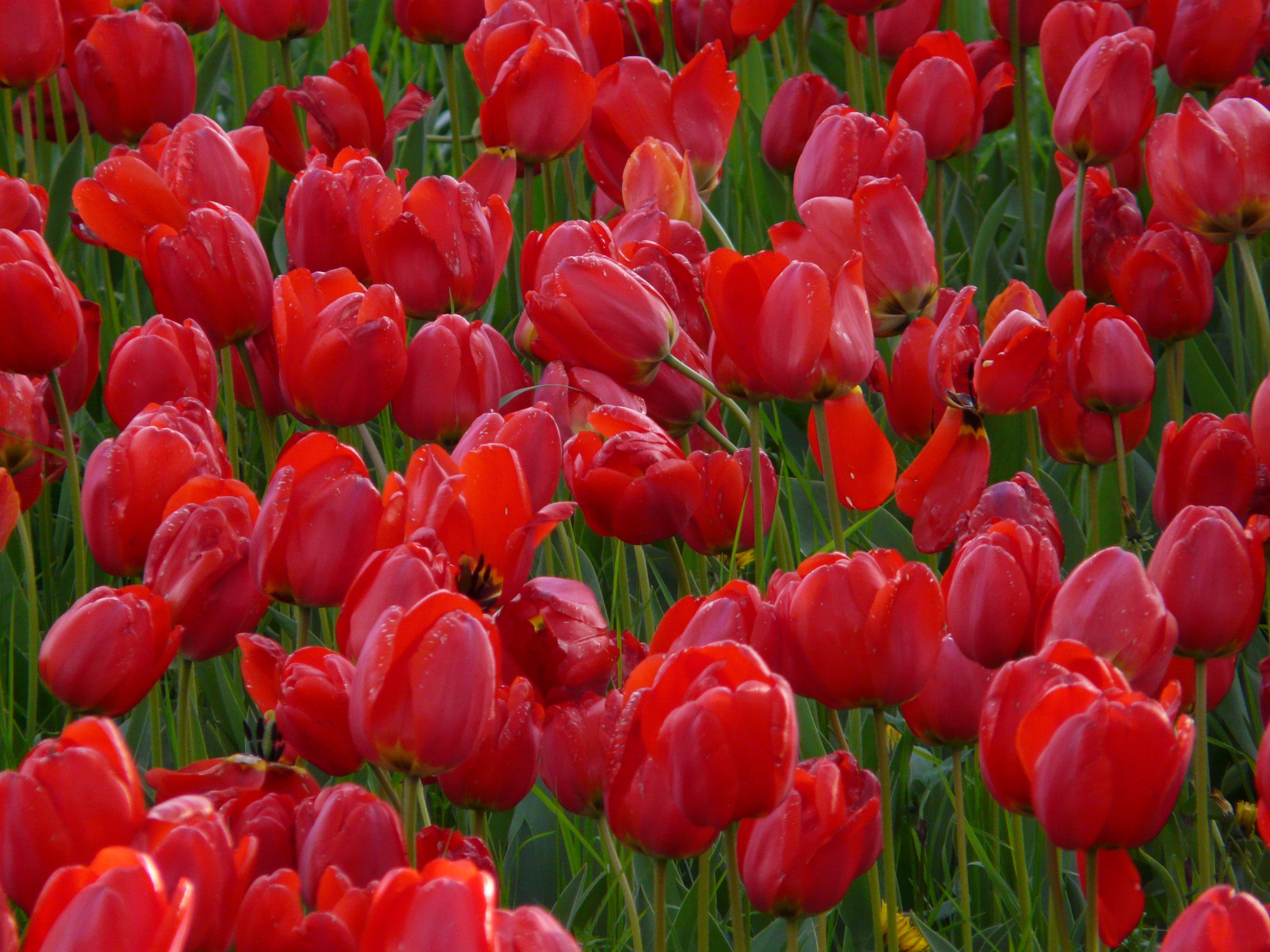 Field of red tulips free image download