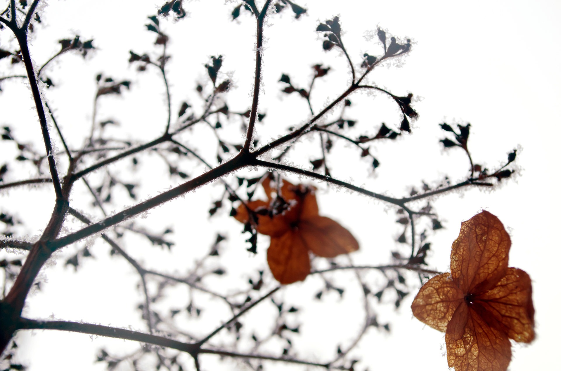 Winter frost snow nature macro free image download