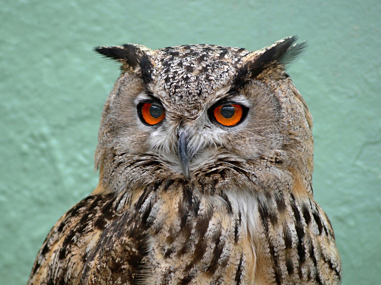 Owl bird wildlife alone macro free image download