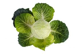 kale green white plant isolated