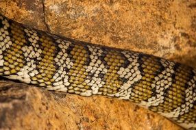 carpet python australia