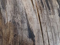 dead wood texture