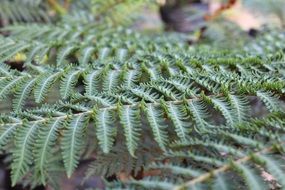 fern leaf green plant nature