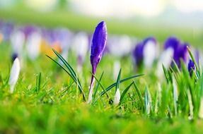 flowers flower plants spring