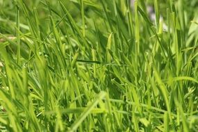 green meadow nature grass lawn