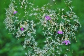 dandelion seeds flower flowers