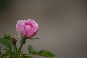 pink rose background green leaf