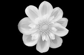 flower flowers black isolated