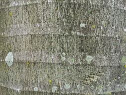 palm tree stem close view texture
