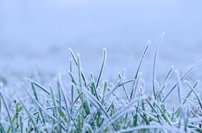 winter snow seasons nature macro