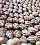 sea shells nature summer beach