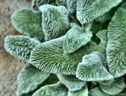 lambs ear texture fuzzy plant