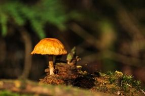mushrooms forest floor