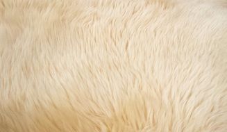 goat hair fur animal texture