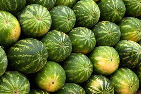 ripe melons