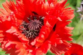 blossomed red poppy