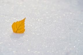 yellow leaf snow seasons winter