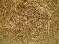 straw agriculture grain crop field