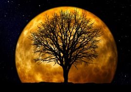 tree kahl moon background night