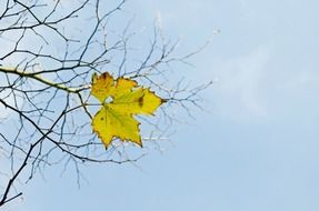 last yellow leaf branch branches