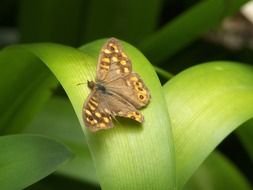 butterfly insect wing colorful