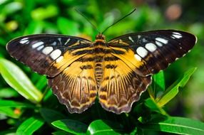 butterfly wings spots pattern