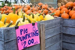 pumpkins on a market