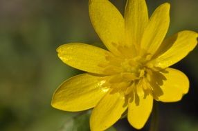 flower yellow blossom bloom plant