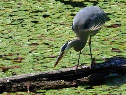 heron bird wetland nature wildlife
