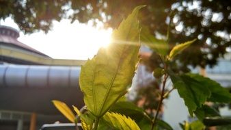 leaf plant green vegetation tree