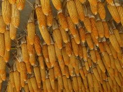 sweet corn yellow orange