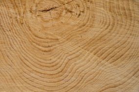 wood structure tree texture