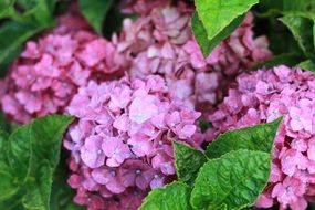 hydrangea close up plant summer