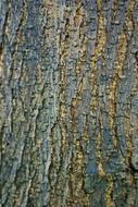 bark patches natural organic birch