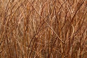 abstract background branch brown