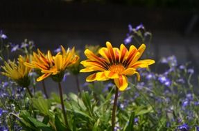 summer flower balcony box backlight