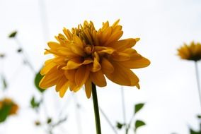yellow flower single