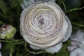 Close-up of the ranunculus blossom