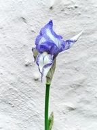 flower purple lily blossom bloom