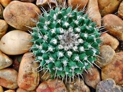 cactus garden pebble stones nature