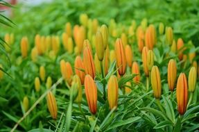 macro yellow flowers