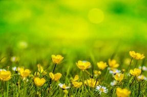 spring background flower yellow