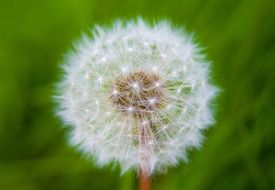 dandelion dandelions light effect