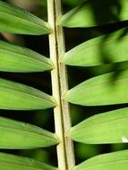 leaf background pattern green