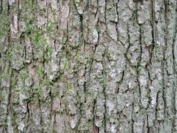 bark tree texture wood rough