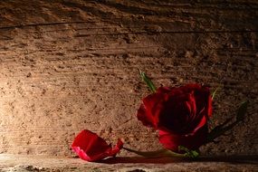 bud of a red rose on a background of a stone wall