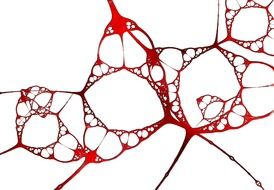 fractals cells autopsy pattern