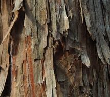 cedar background bark tree organic