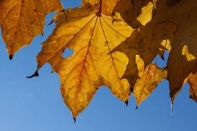 yellow leaves on the tree